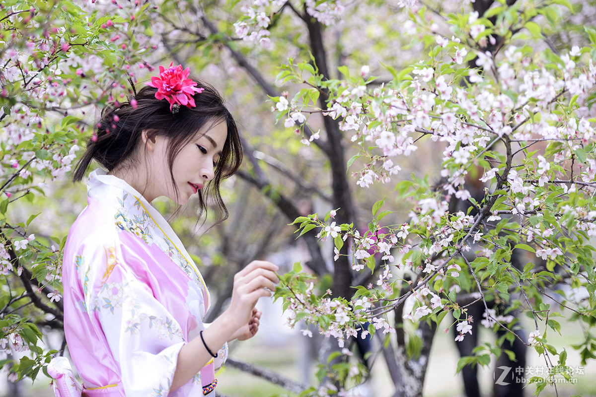 樱花下的美女-中关村在线摄影论坛