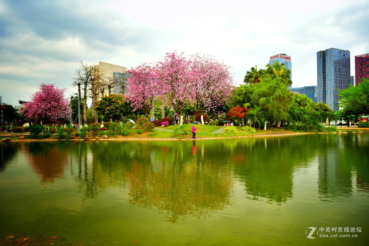 柳州市城市裡的紫荊花