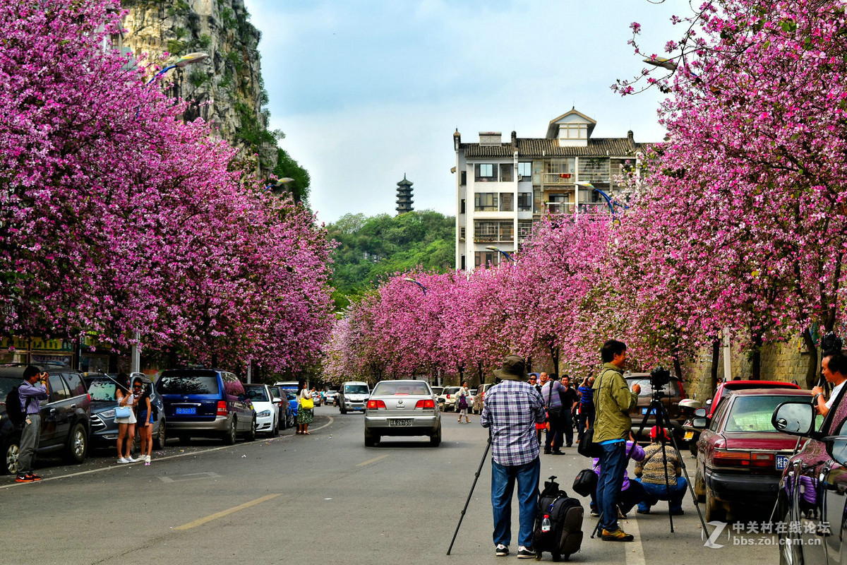 柳州市城市里的紫荆花