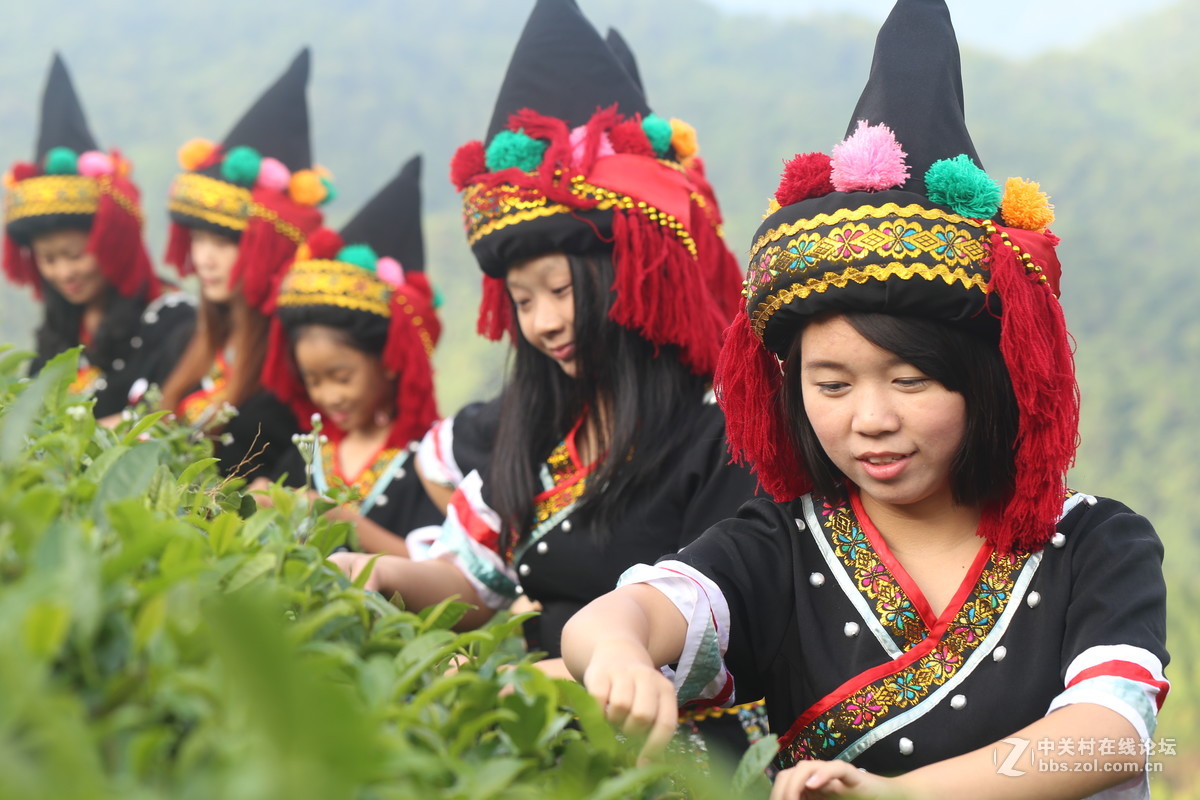 中华瑶族女性的采茶美女，广西昭平长寿茶乡-颐乡缘茶园。续传2