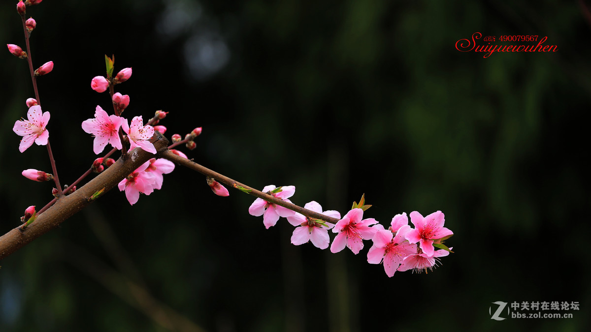 #佳能月赛-与佳能一起去踏青# 桃之夭夭  灼灼其华