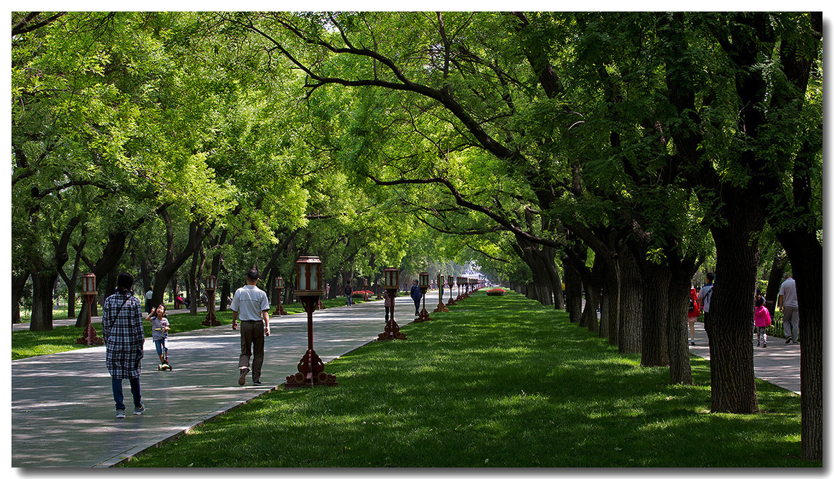 天坛公园林荫大道（2017）