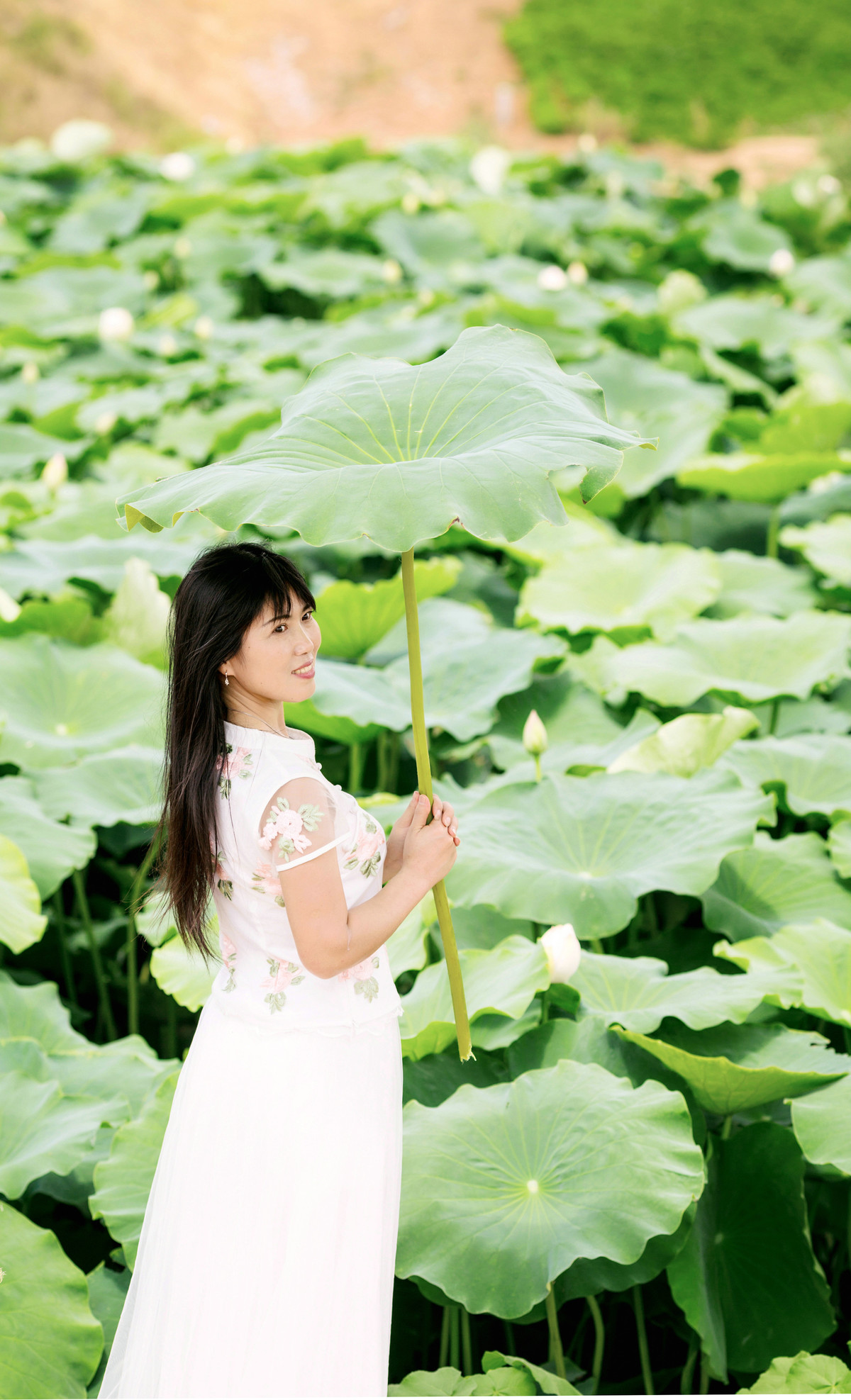 但捧莲果沁人心