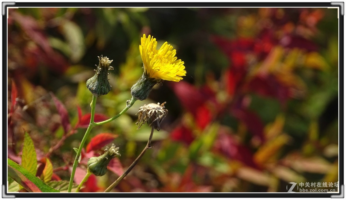 金秋枫叶与 红宝石