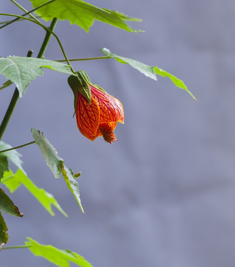 宫廷灯笼花