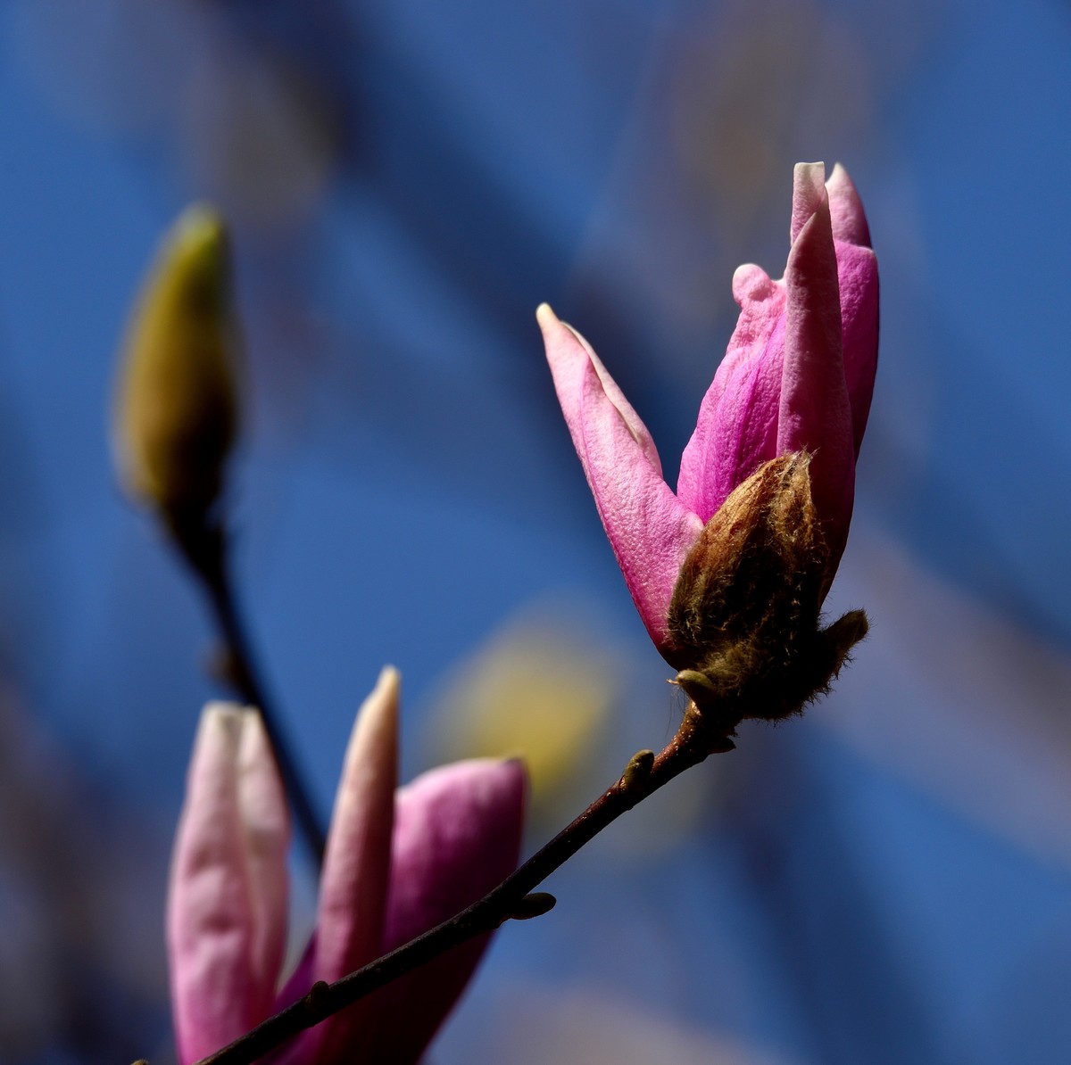 玉兰花