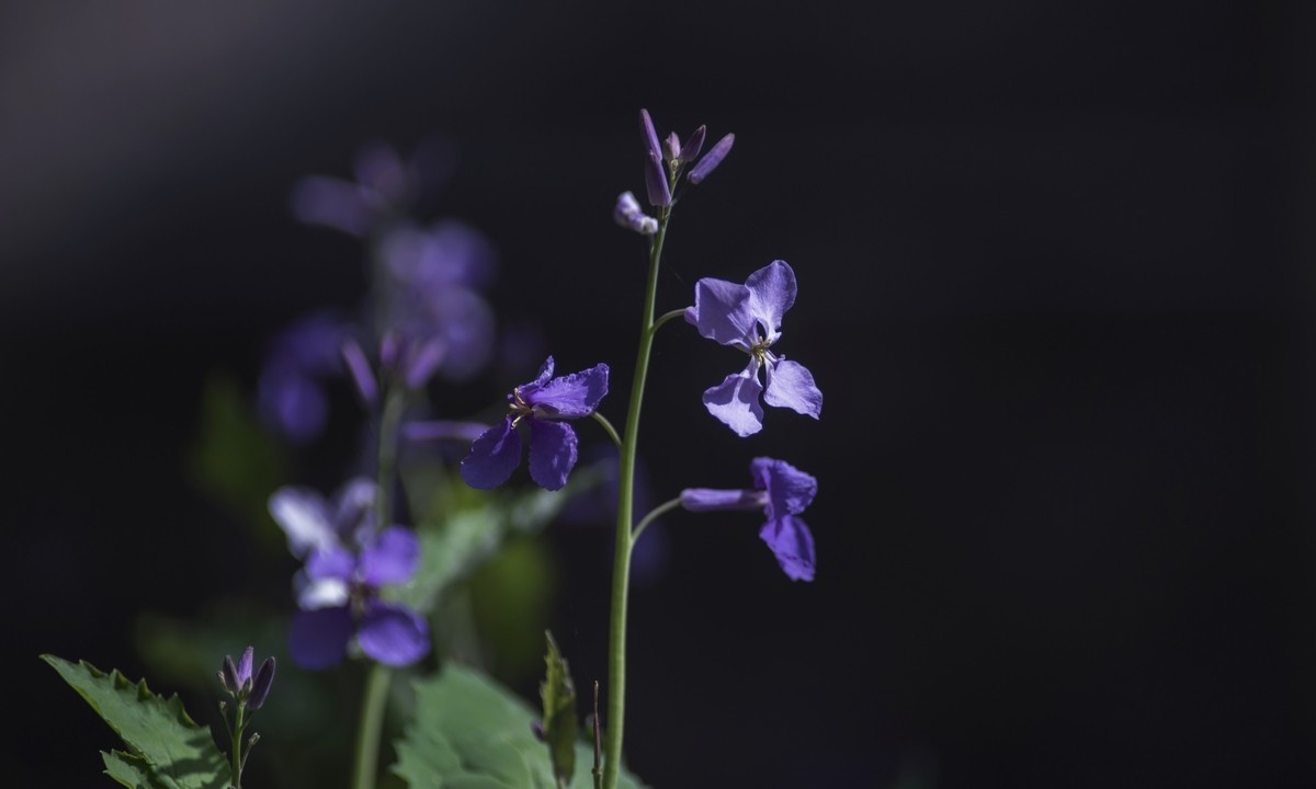 春日小花二月兰