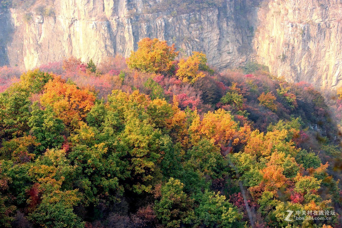 平山别样红