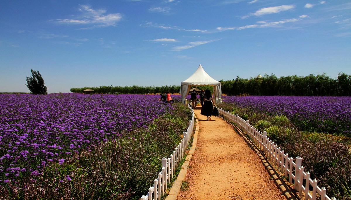 腾格里沙漠金沙岛