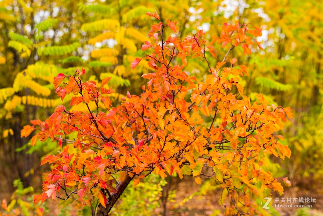 尼康夜之眼 58mm f1.4各种场景实拍，大家来讨论下这个镜头
