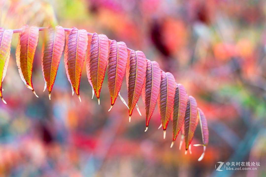 尼康夜之眼 58mm f1.4各种场景实拍，大家来讨论下这个镜头