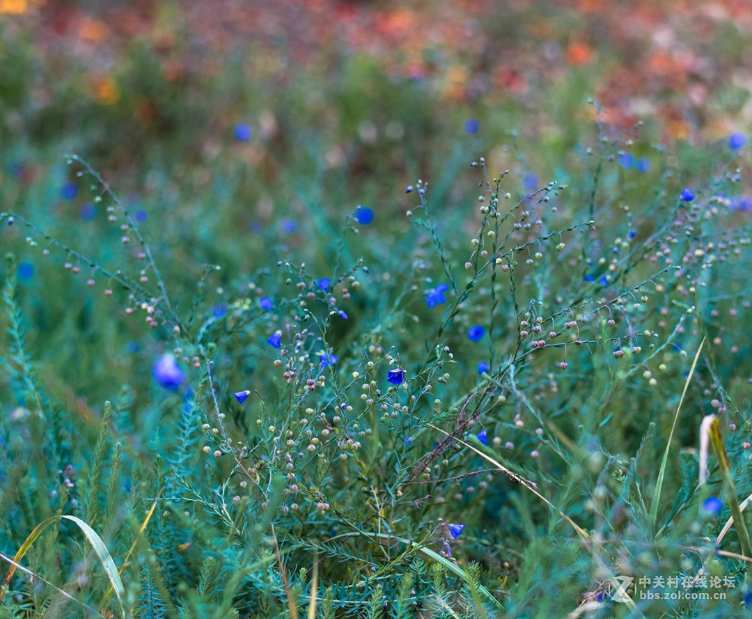 尼康夜之眼 58mm f1.4各种场景实拍，大家来讨论下这个镜头