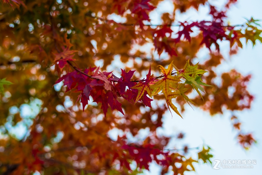 尼康夜之眼 58mm f1.4各种场景实拍，大家来讨论下这个镜头