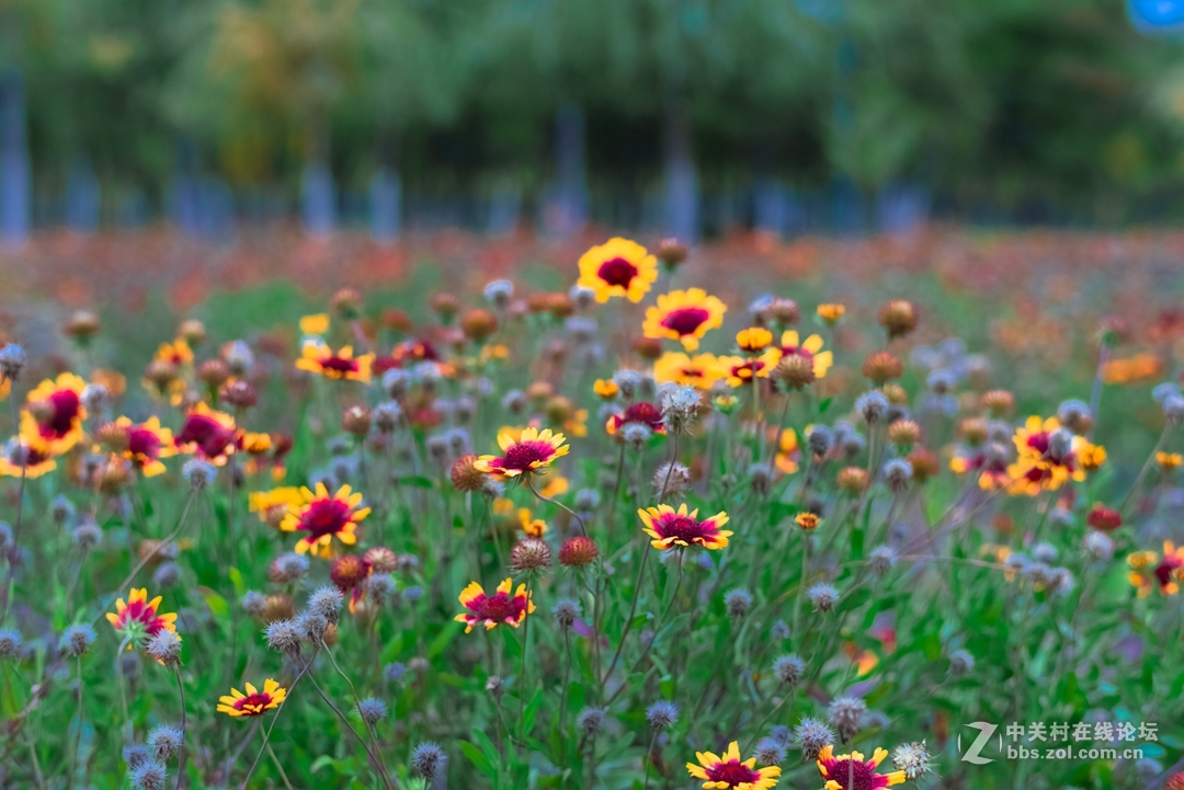 尼康夜之眼 58mm f1.4各种场景实拍，大家来讨论下这个镜头