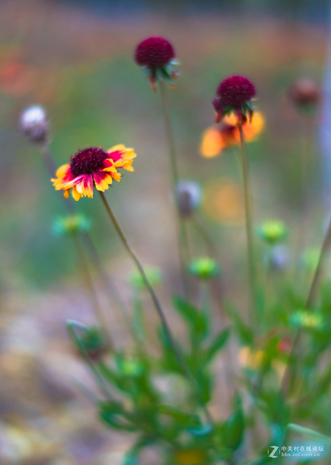 尼康夜之眼 58mm f1.4各种场景实拍，大家来讨论下这个镜头