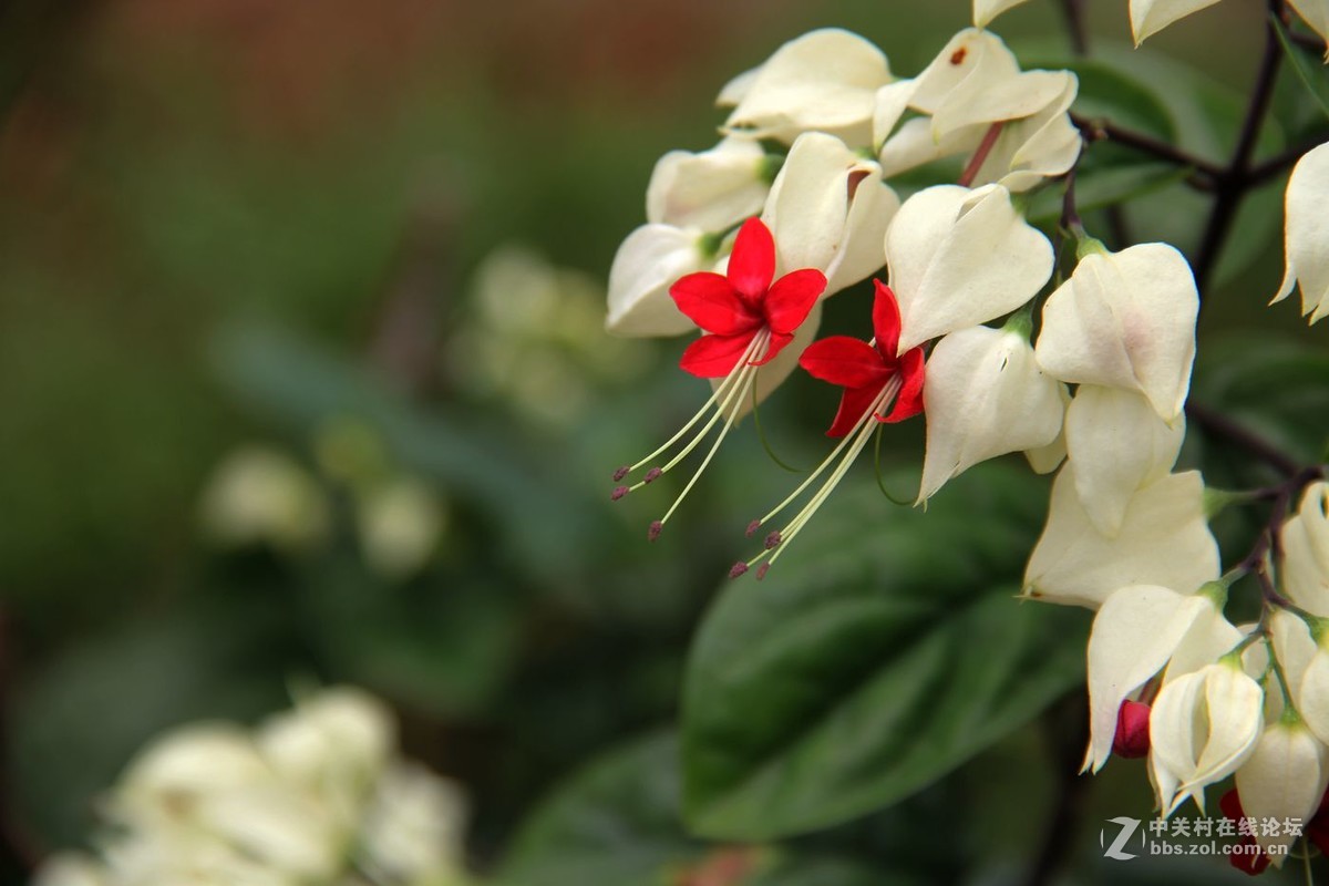 花卉龙吐珠