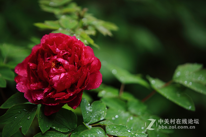 国色朝酣酒  天香夜染衣