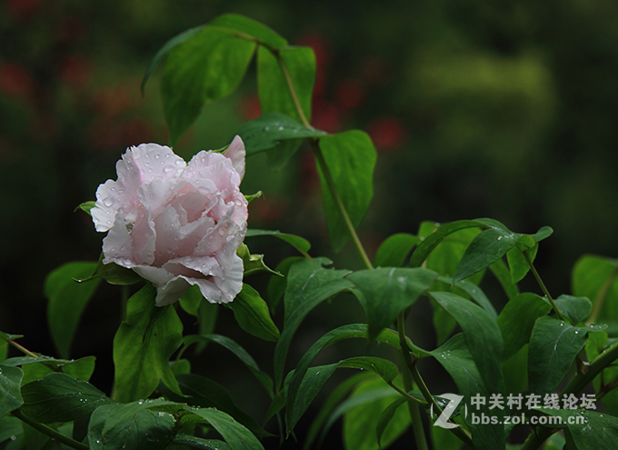 国色朝酣酒  天香夜染衣