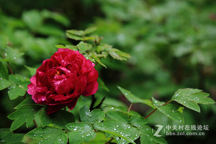 国色朝酣酒  天香夜染衣