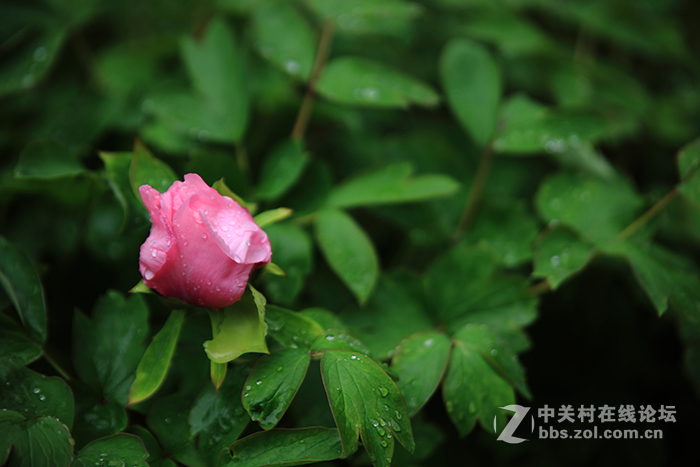国色朝酣酒  天香夜染衣