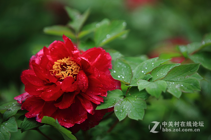 国色朝酣酒  天香夜染衣