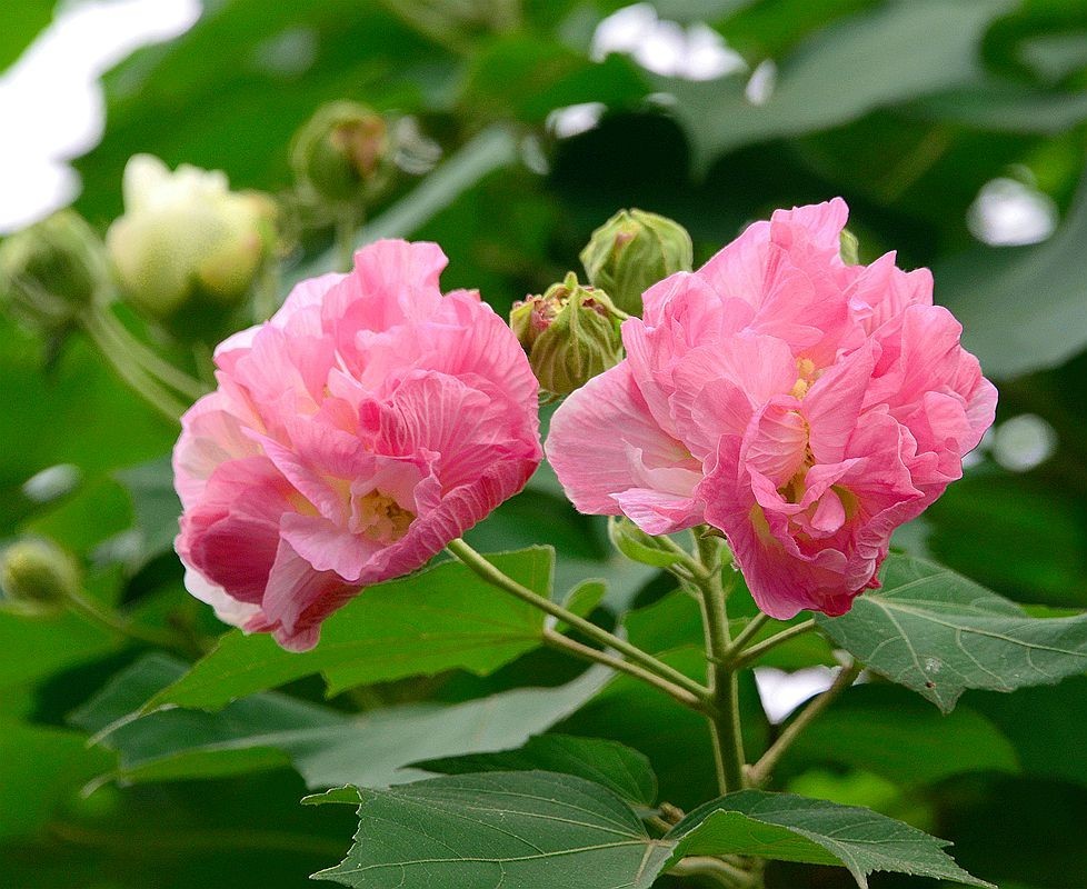 南充游之2芙蓉花图片去长沙论坛学习