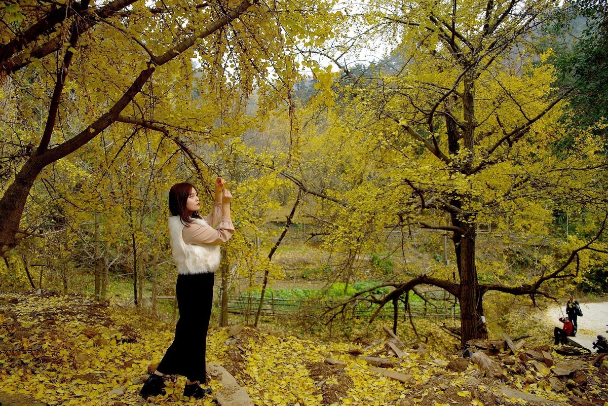环境人像外拍---银杏树下的快乐女孩！。。。。。。。