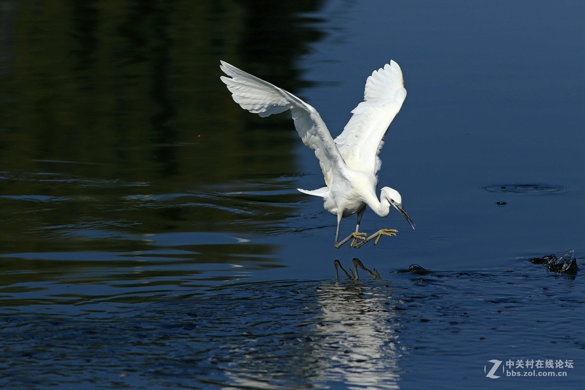 《捕鱼记》——短促出击