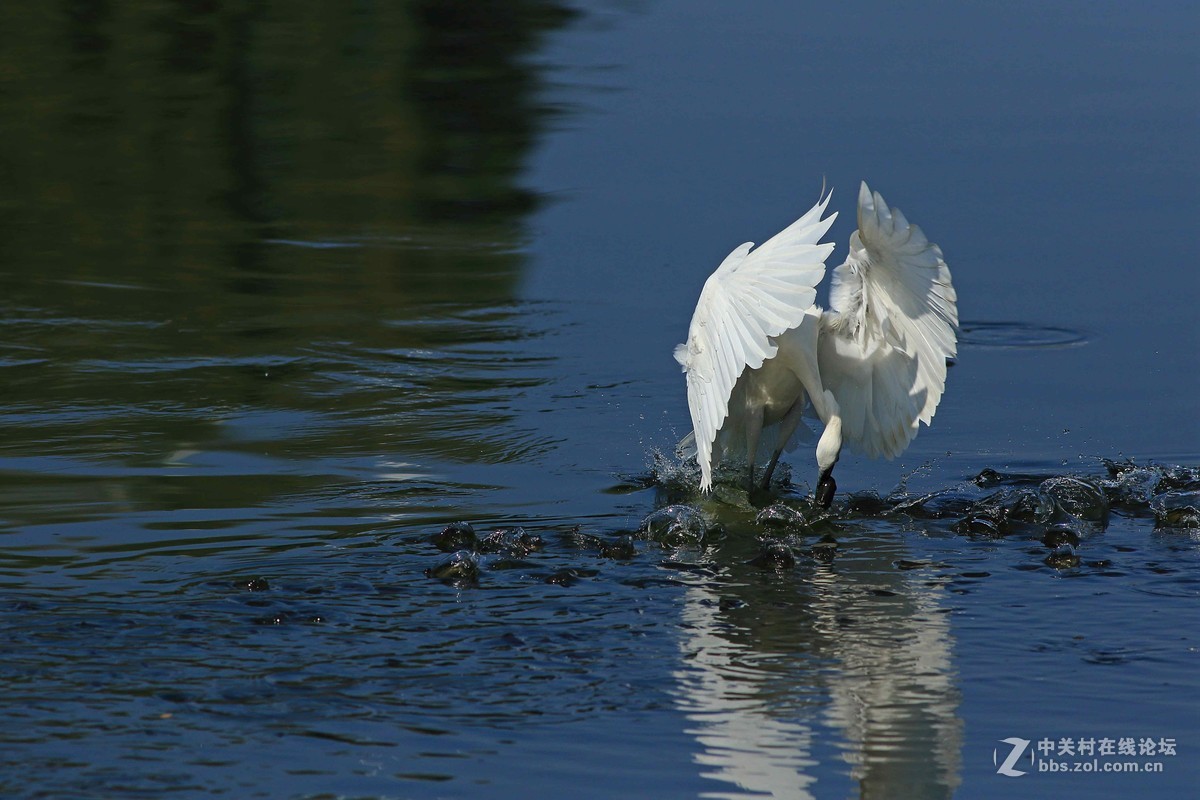 《捕鱼记》——短促出击