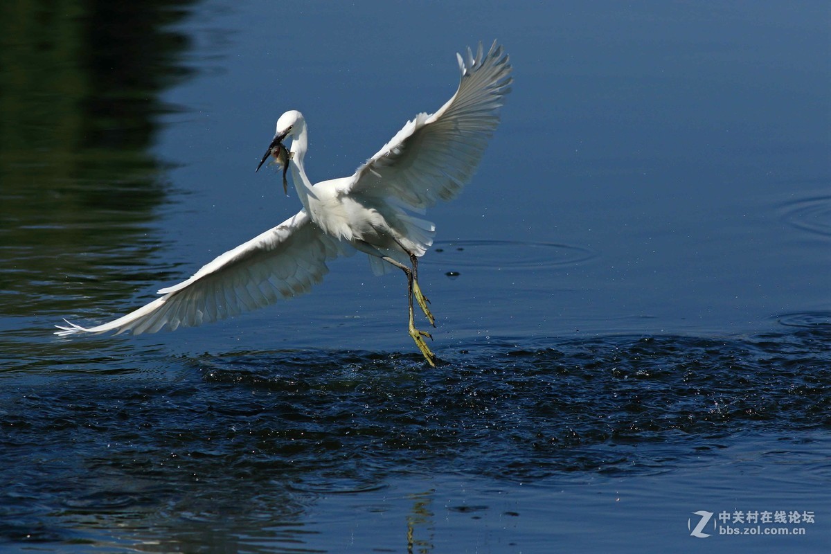 《捕鱼记》——短促出击
