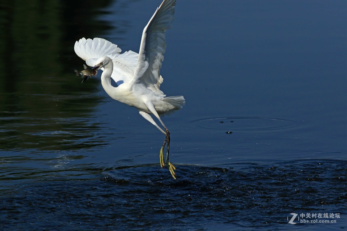 《捕鱼记》——短促出击