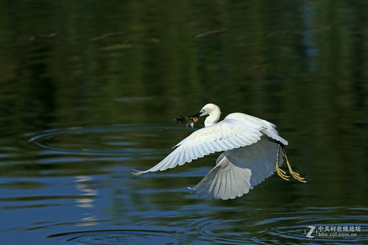 《捕鱼记》——短促出击