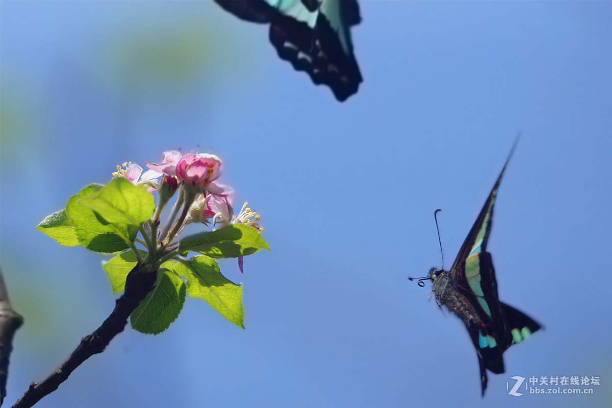 海棠花蝴蝶影
