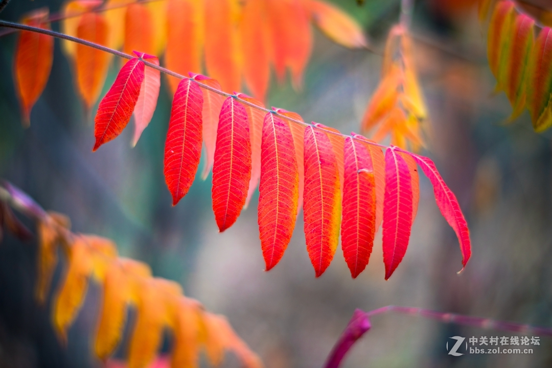 尼康夜之眼 58mm f1.4各种场景实拍，大家来讨论下这个镜头