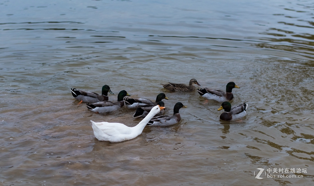 尼康夜之眼 58mm f1.4各种场景实拍，大家来讨论下这个镜头