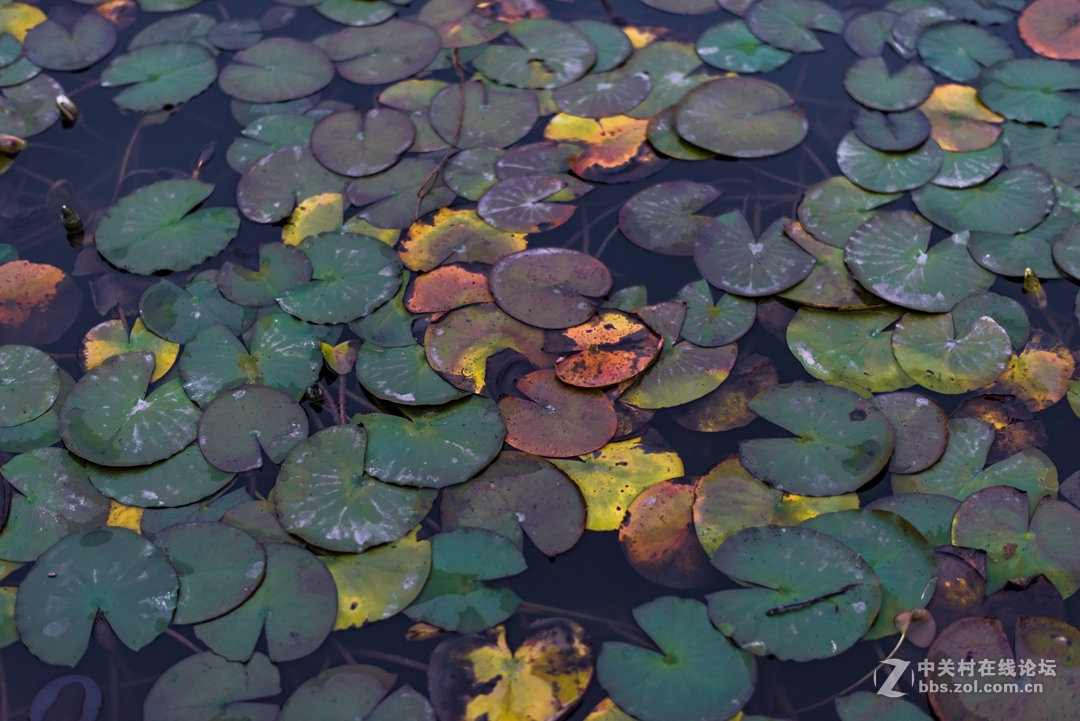 尼康夜之眼 58mm f1.4各种场景实拍，大家来讨论下这个镜头