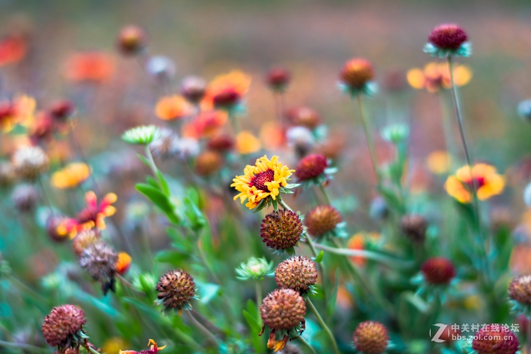 尼康夜之眼 58mm f1.4各种场景实拍，大家来讨论下这个镜头