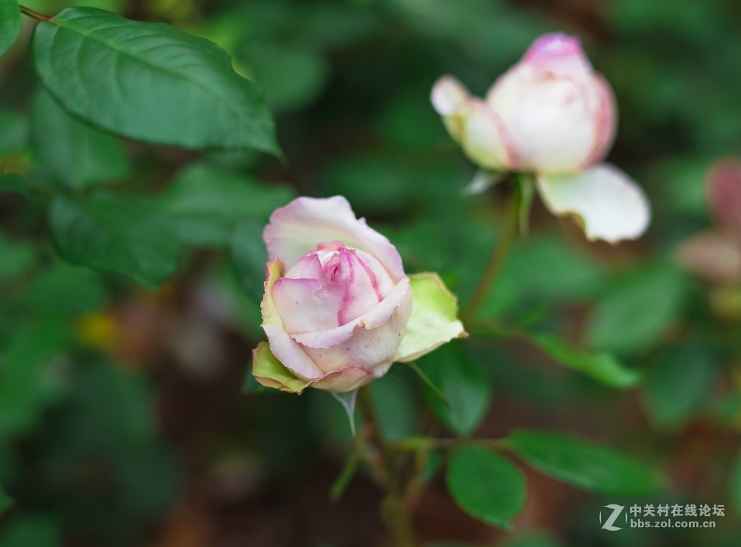 尼康夜之眼 58mm f1.4各种场景实拍，大家来讨论下这个镜头