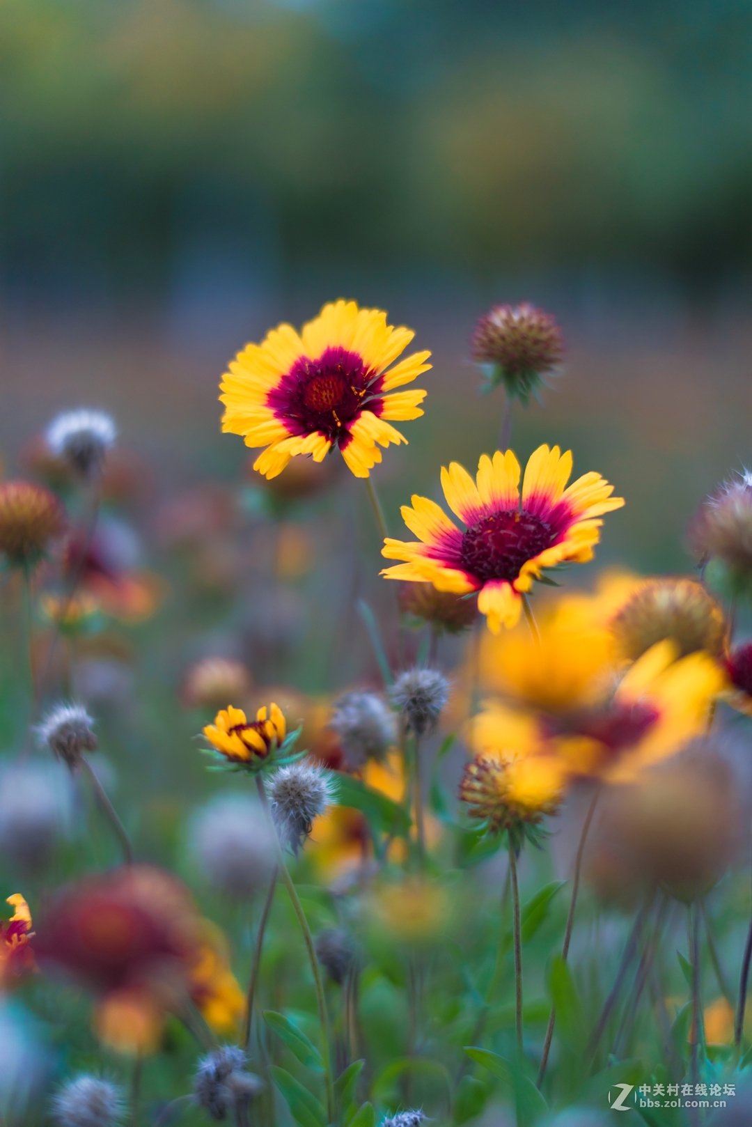 尼康夜之眼 58mm f1.4各种场景实拍，大家来讨论下这个镜头