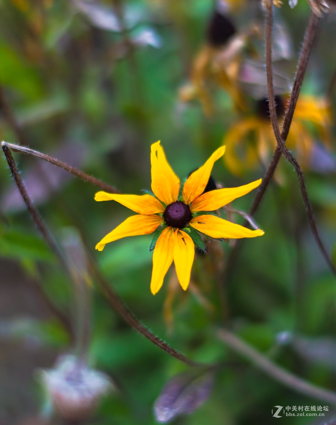 尼康夜之眼 58mm f1.4各种场景实拍，大家来讨论下这个镜头