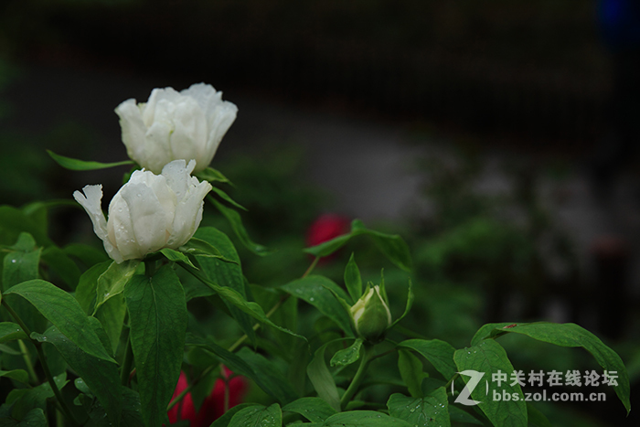 国色朝酣酒  天香夜染衣