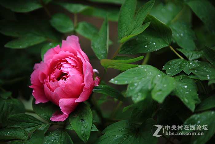 国色朝酣酒  天香夜染衣