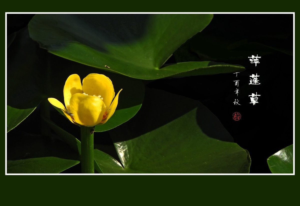 金黄的萍蓬草花
