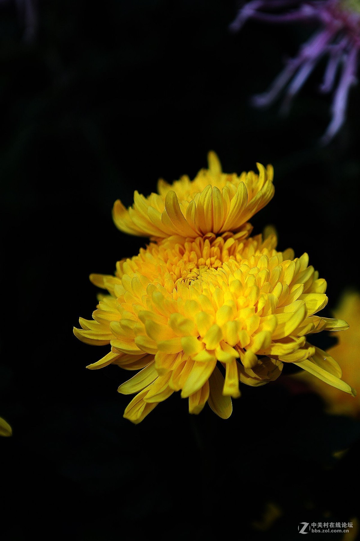 北海菊花-中关村在线摄影论坛