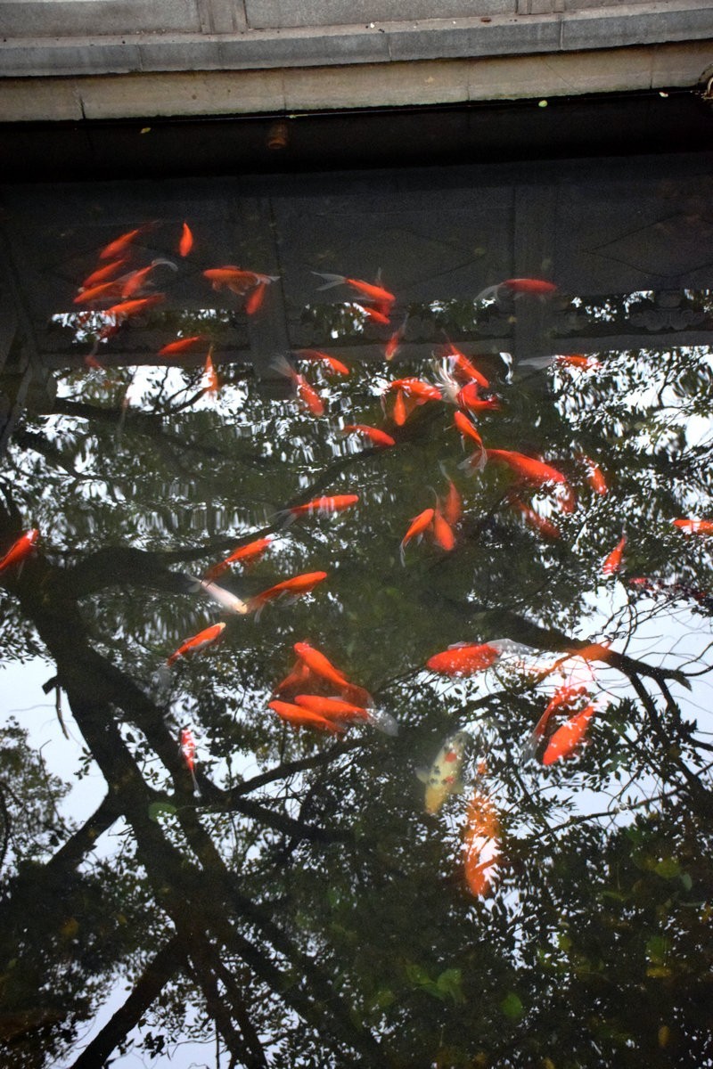 2018春节 闽粤赣（11）龙老五