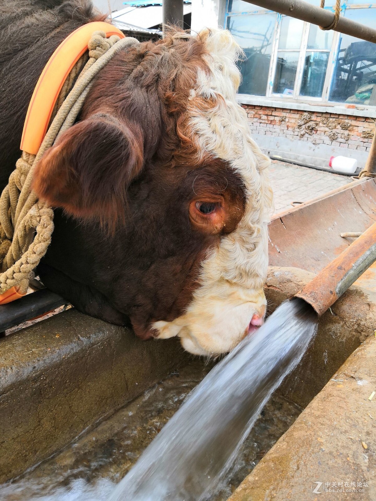 姐姐在给牛饮水