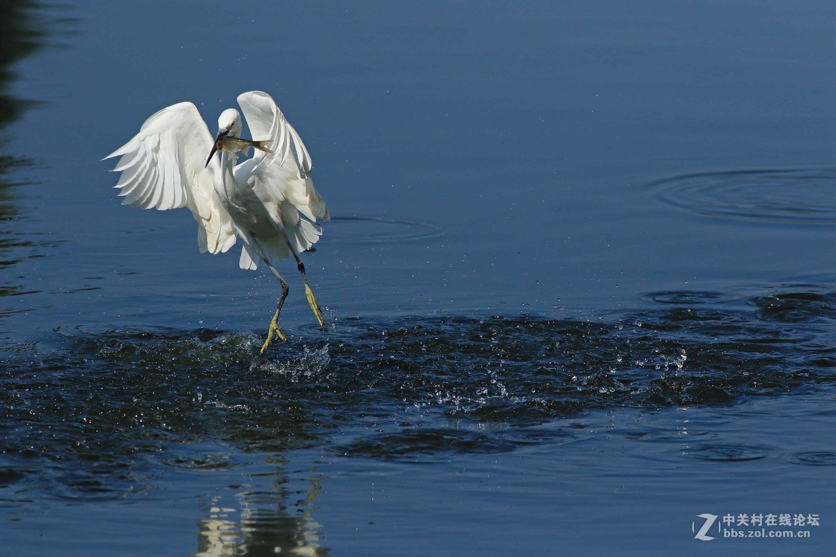 《捕鱼记》——短促出击