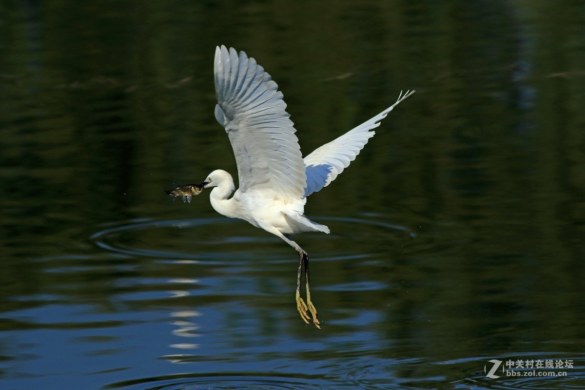 《捕鱼记》——短促出击