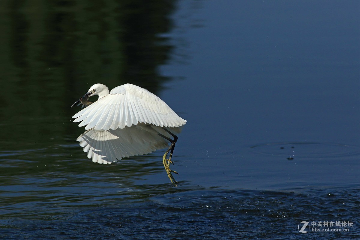 《捕鱼记》——短促出击
