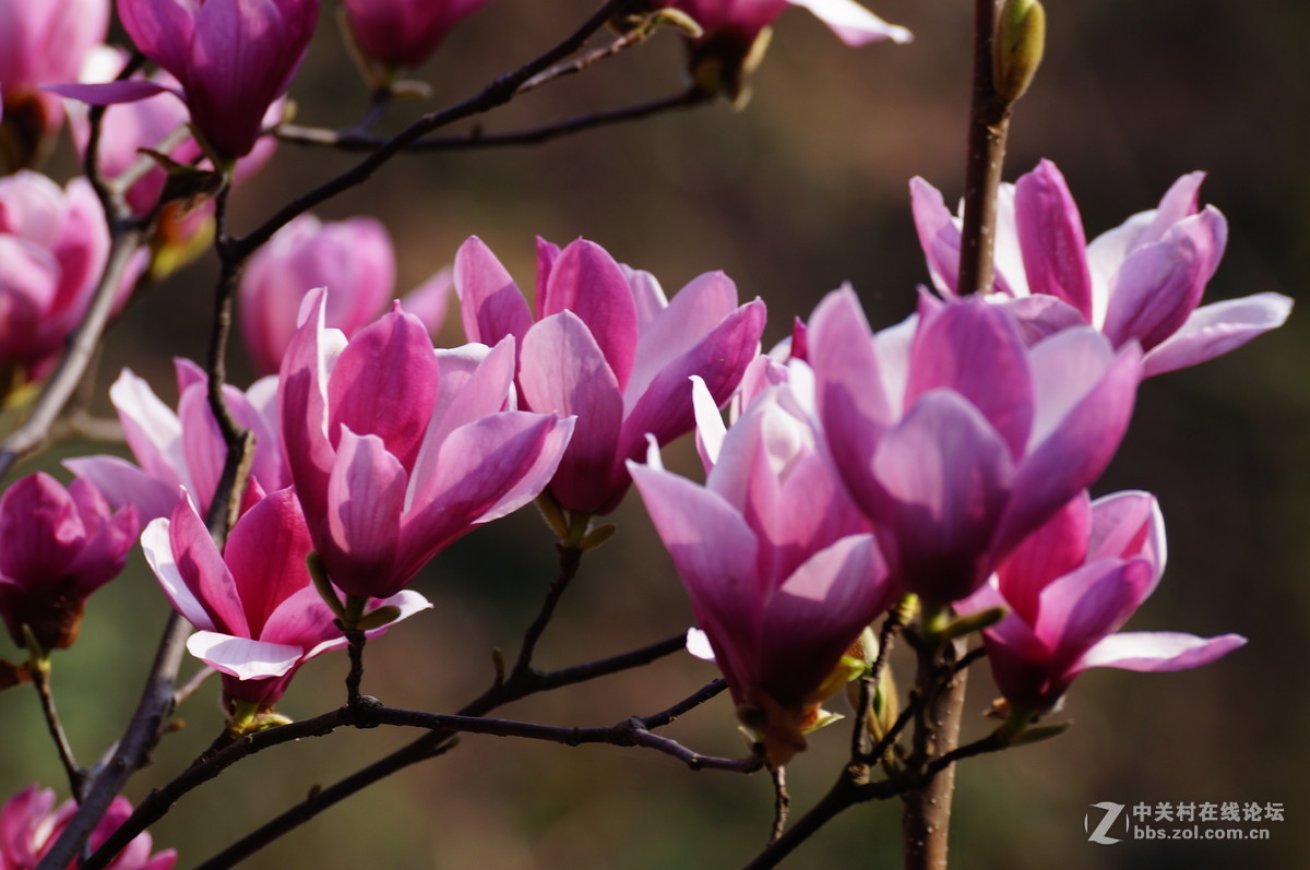 花草韵味-----紫玉兰